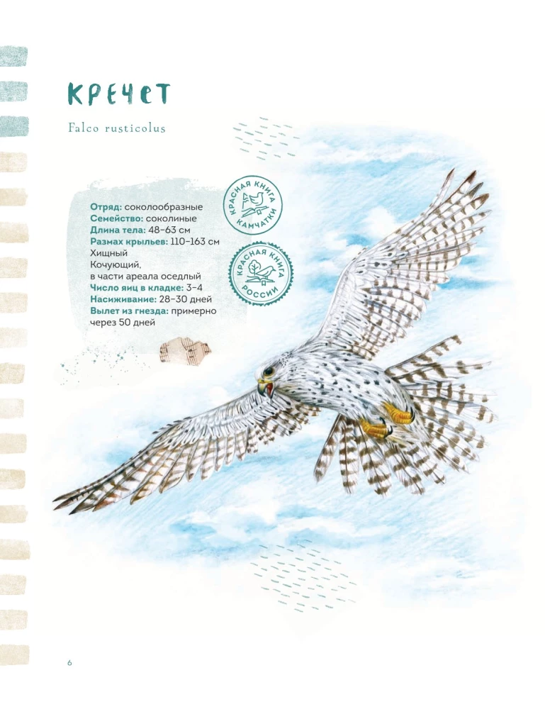 Birds of Kamchatka and the Commander Islands. Where to find and how to recognize